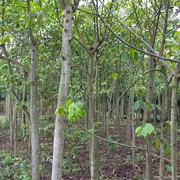 重陽(yáng)木